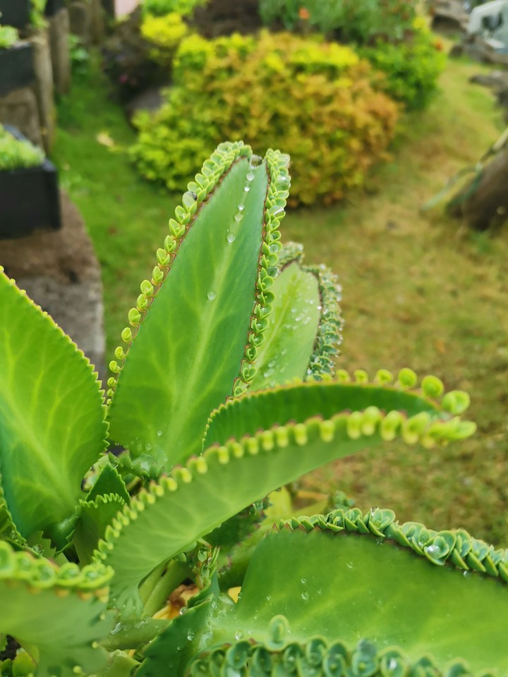 Kataka-taka (miracle plant)