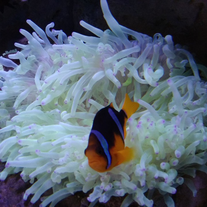 Real Life Nemo