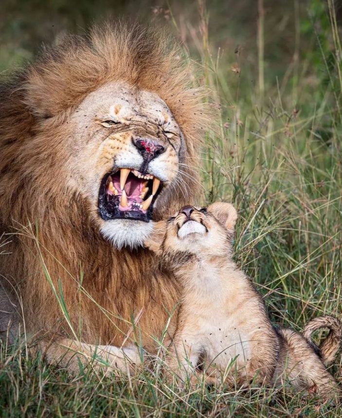 sfondi roar, whiskers