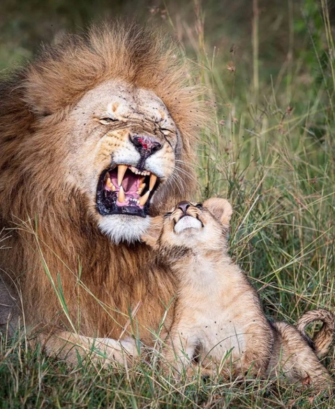 tapety roar, felidae