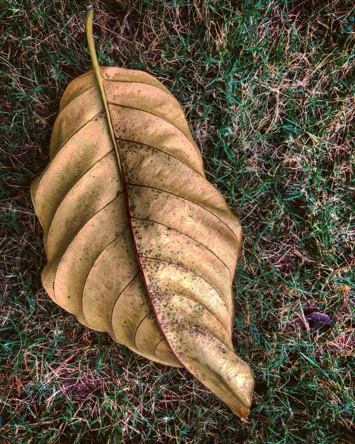 dried