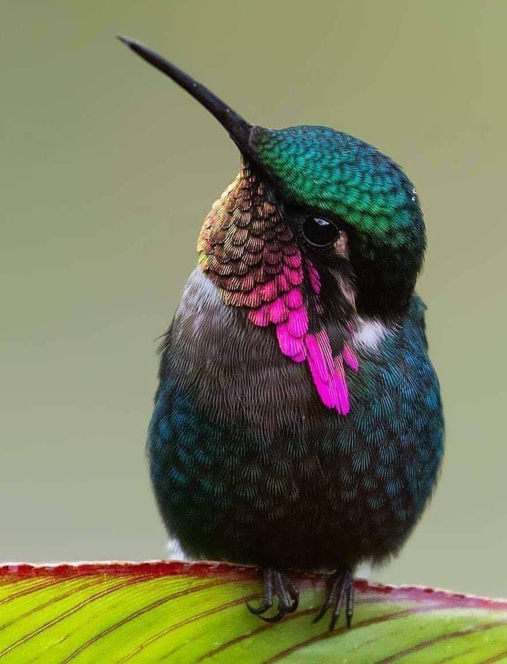 Colibrí