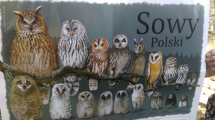 polskie sowy