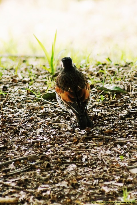 sfondi songbird, myna