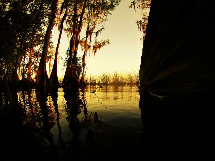 Trees