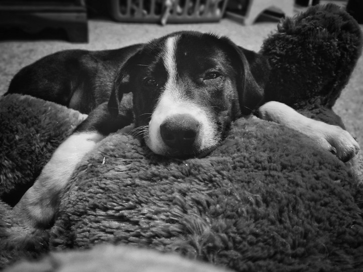 sleepy pup
