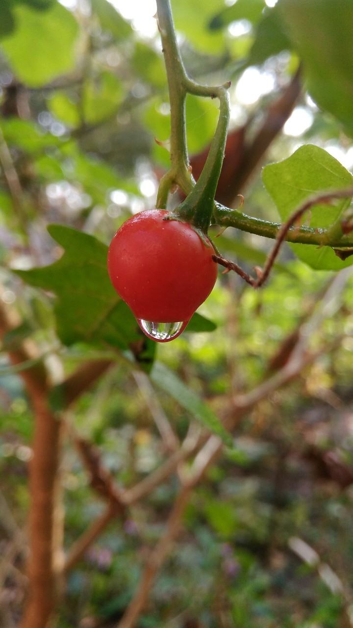 Red Cherry