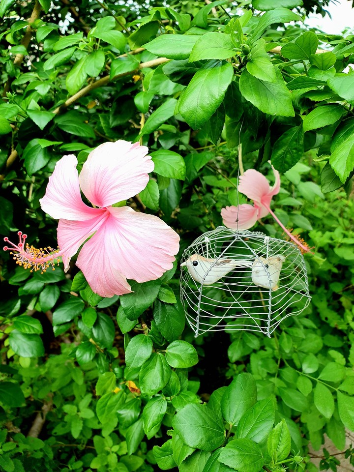 Bloom and Cage