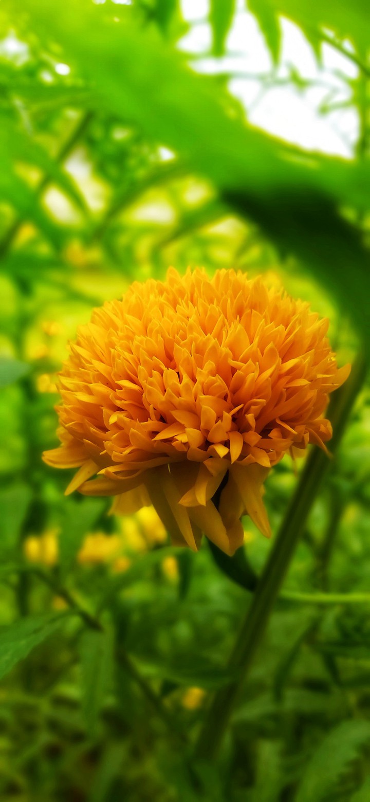 Marigold