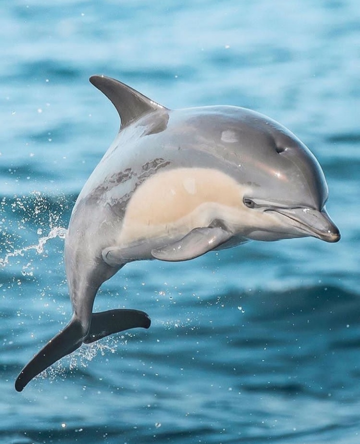 Dolphin