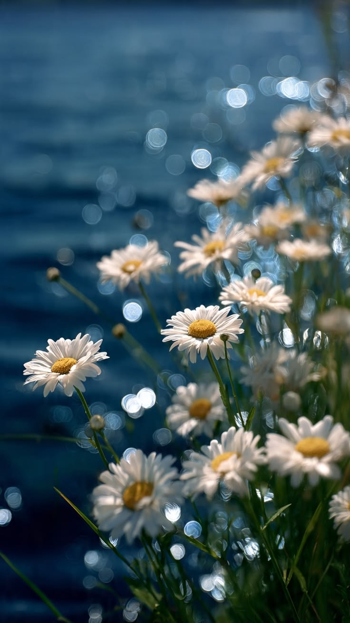 ταπετσαρίες flower, Pollen