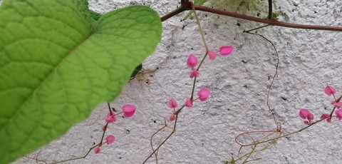 Growing plant