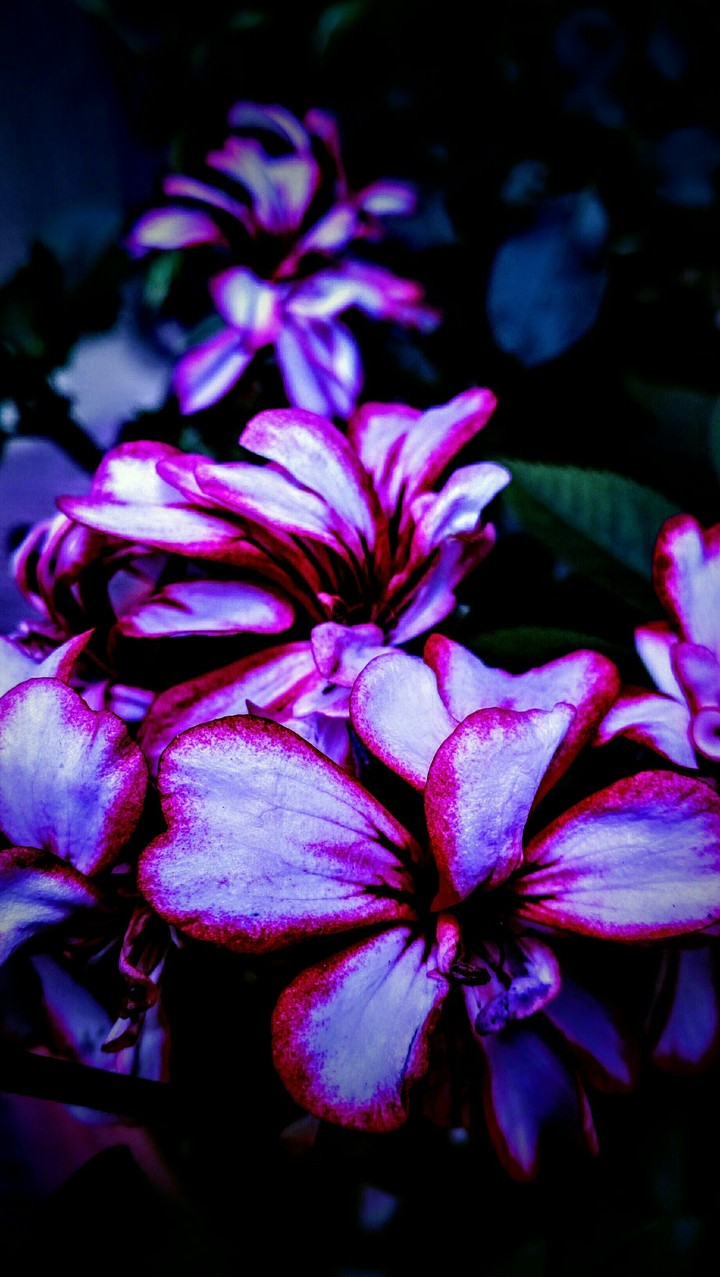 purple flower