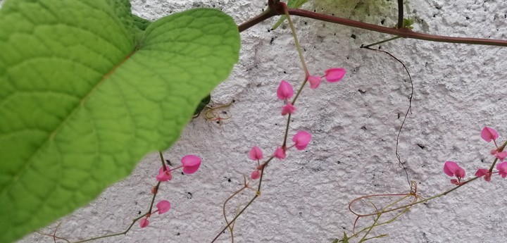 Growing plant