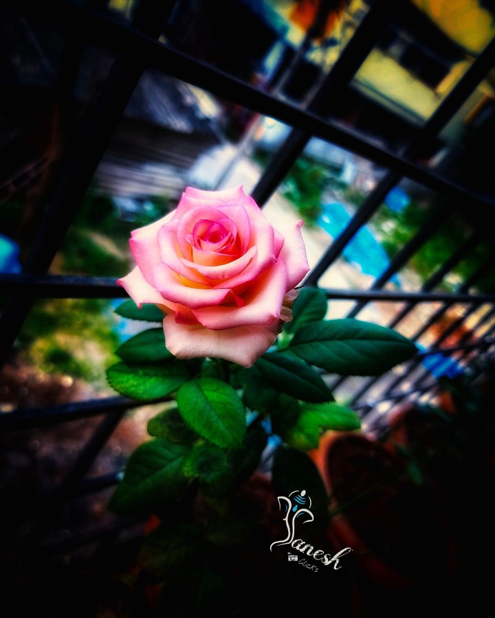 pink rose