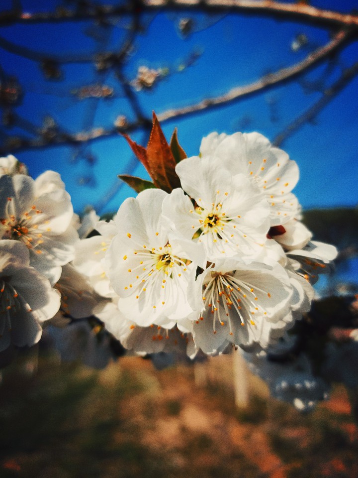 Cherry Blossom