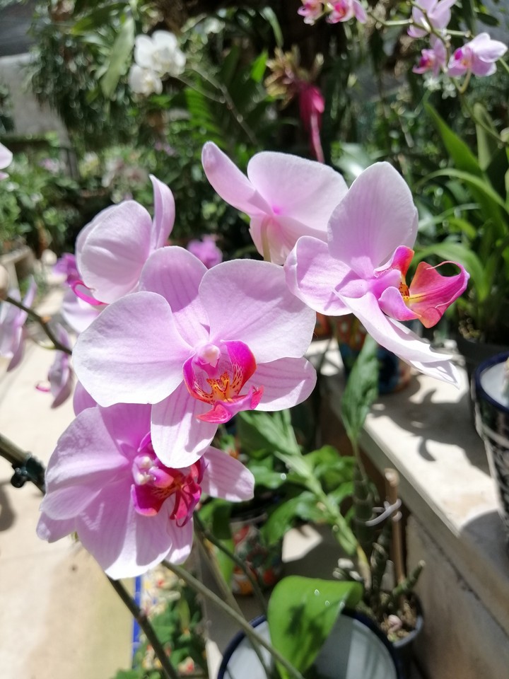 Orquídea