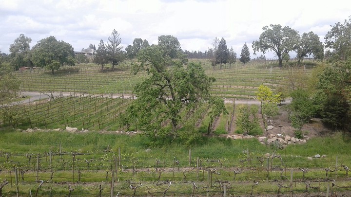 hillside vineyard