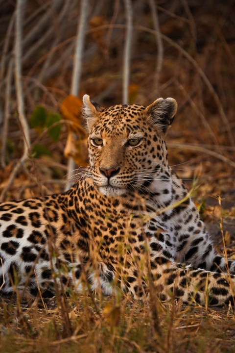 тапети Leopard, snout