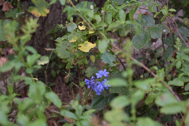 nature