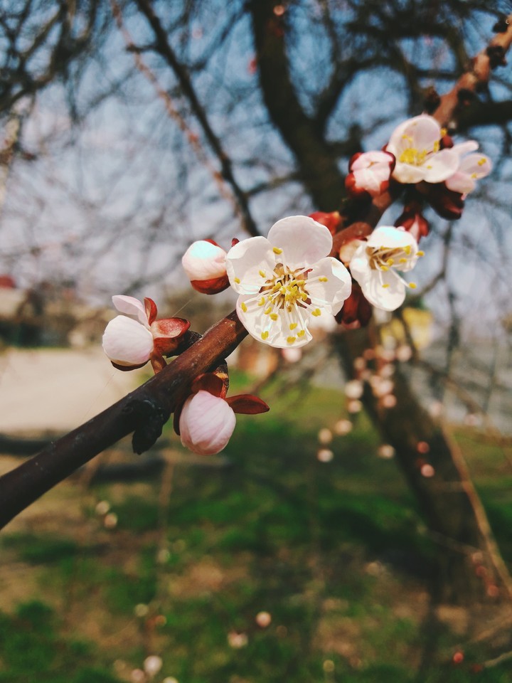 Spring))
