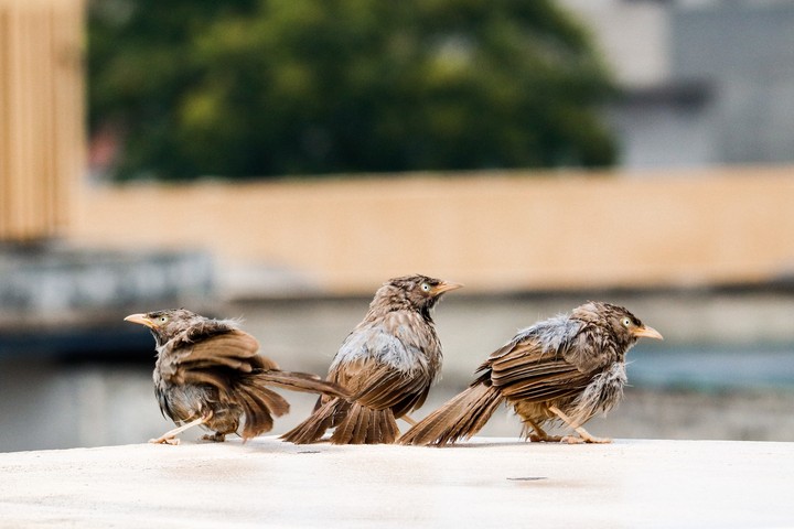 birds