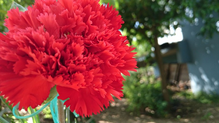 karanfil
