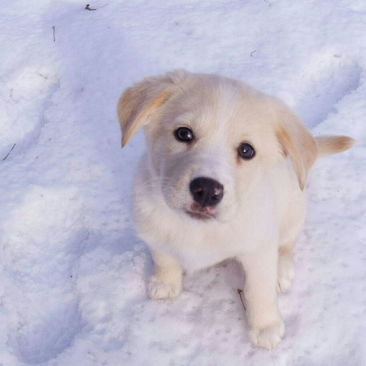 cute puppy