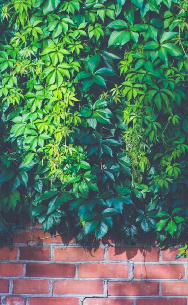 Greenery