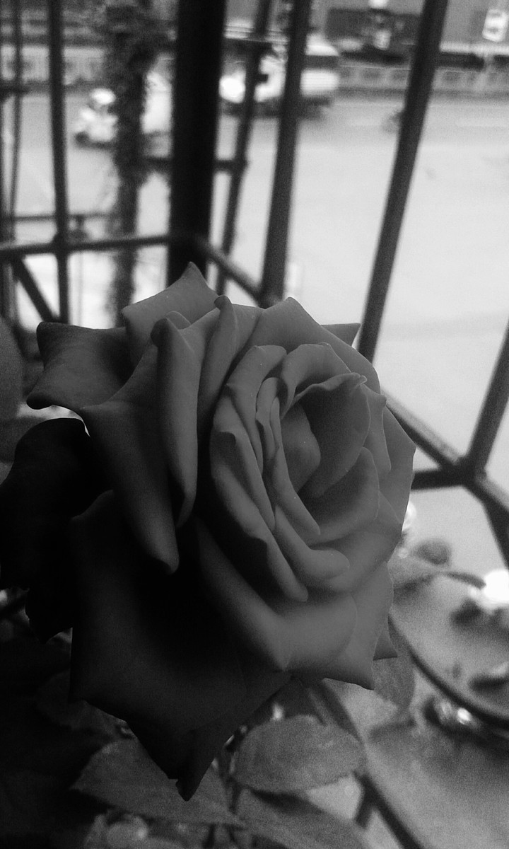 rose