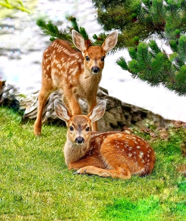 deer