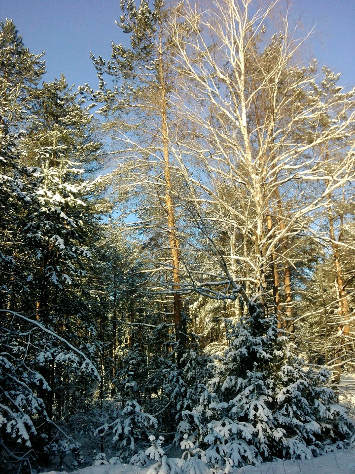 зимний лес