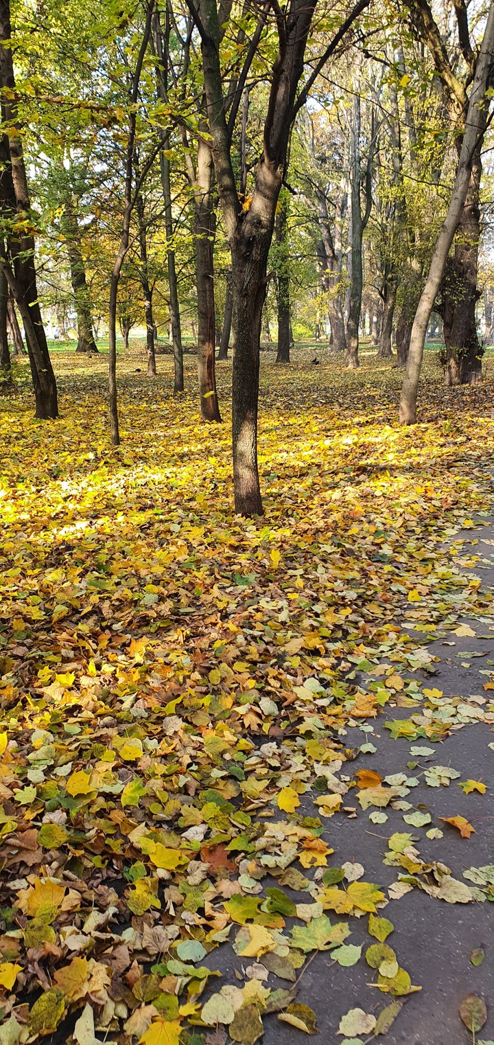 золотая осень