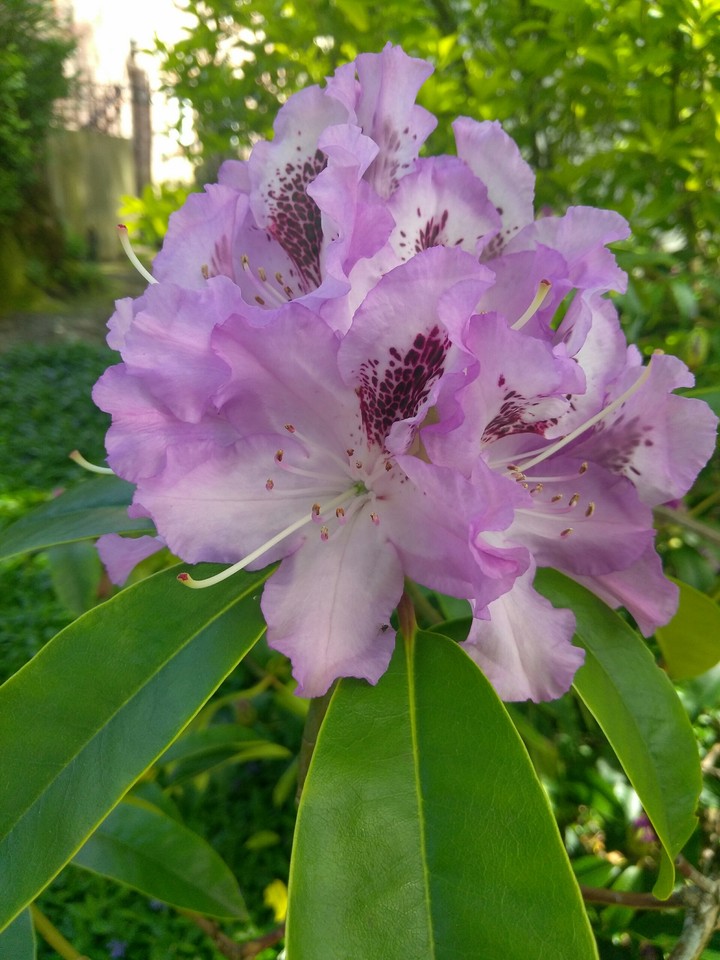 Rhododendron flower