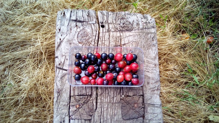 Currants and gooseberries