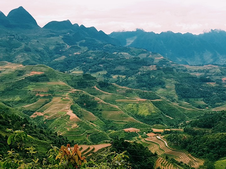 Terrecad fields in Viet Nam