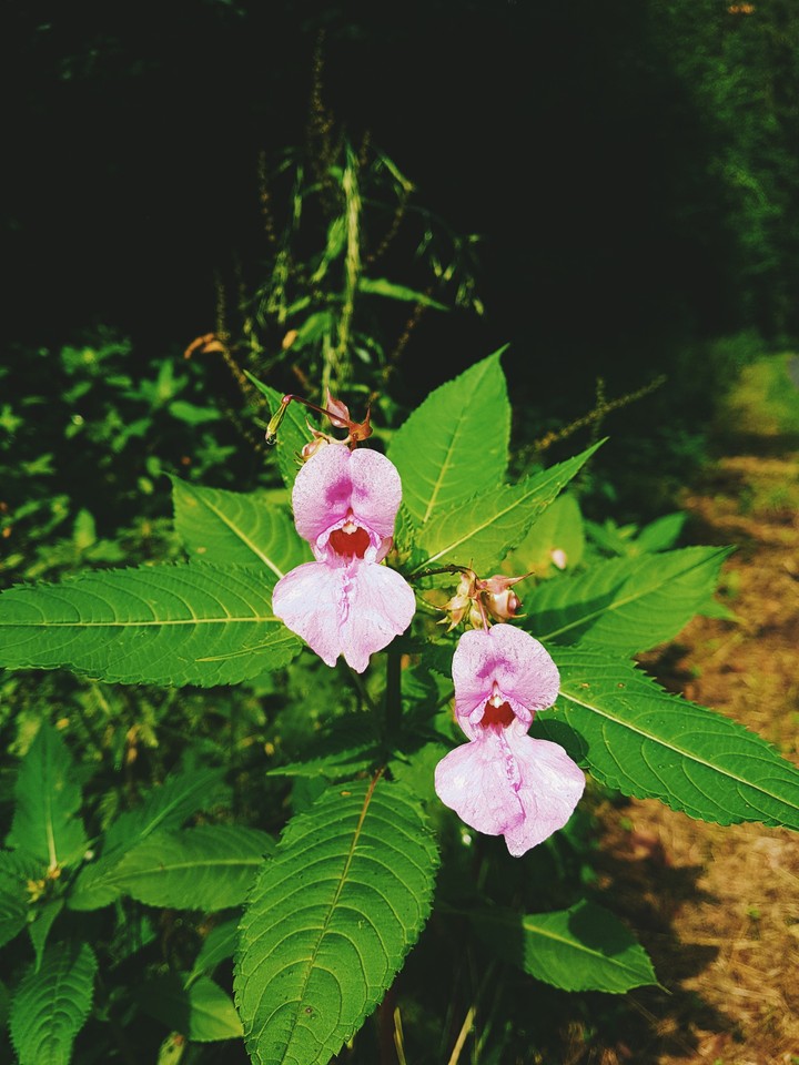 Pink Flower