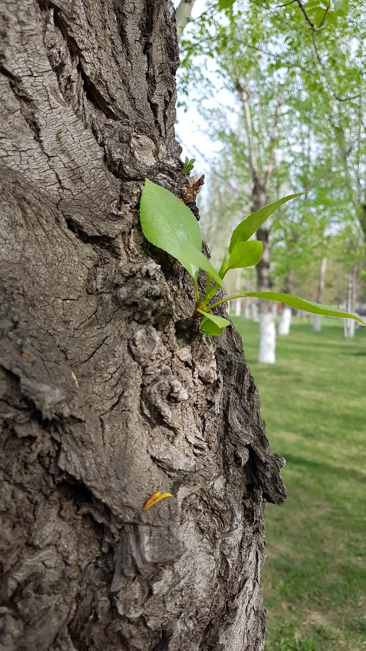 tree