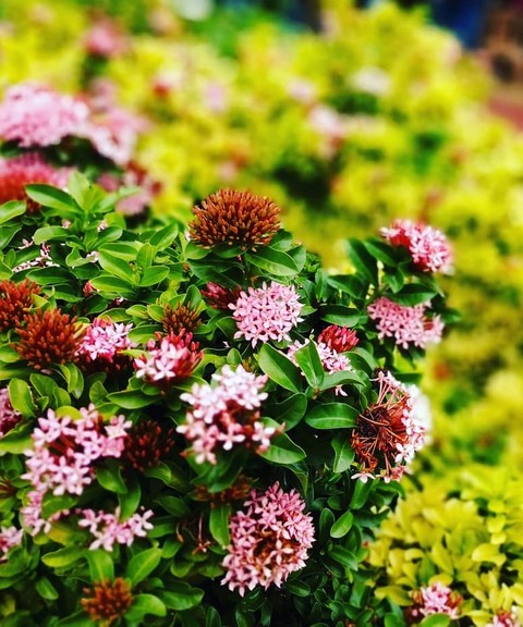 Flora?
