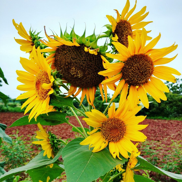 Sunflowers
