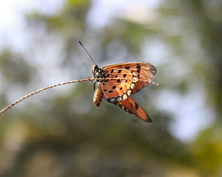 butterfly