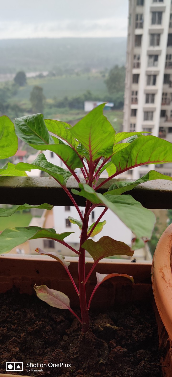 Baby Plant