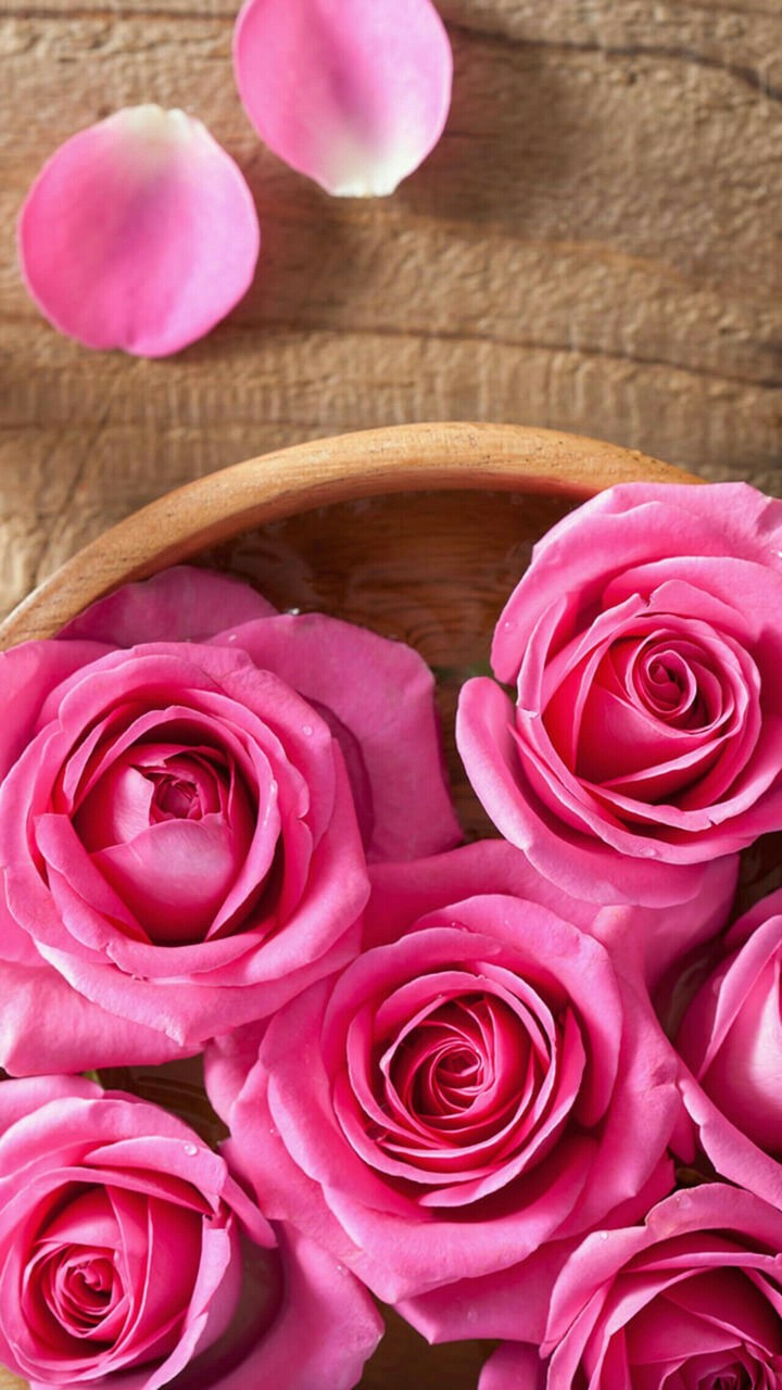Pink roses