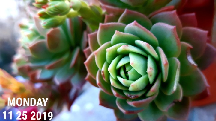 Flor Renaciente