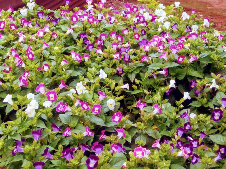 flooooooowers