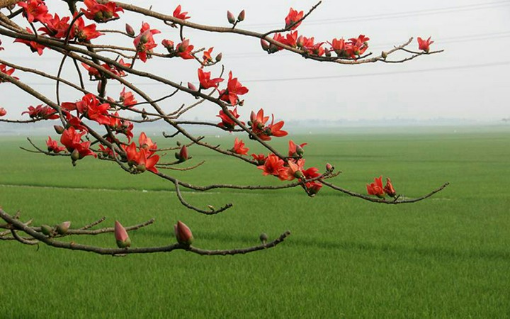 green & red