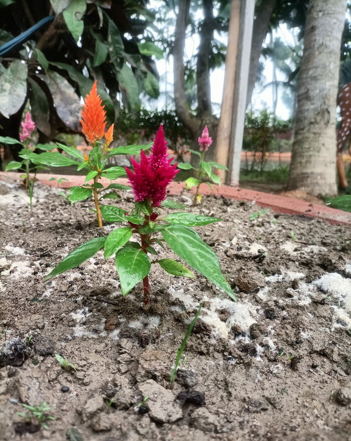 A little beautiful world