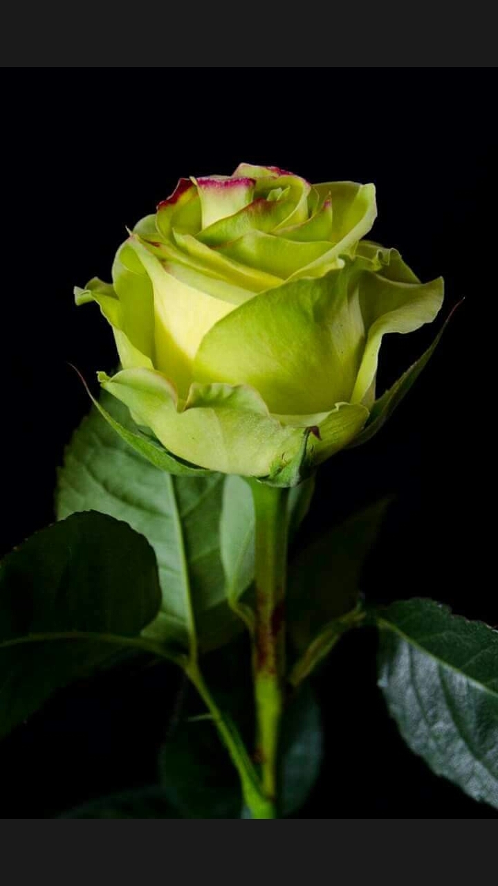 yellow rose