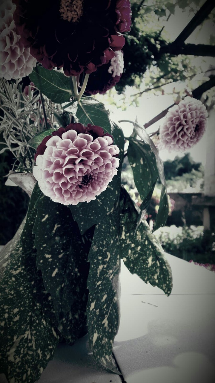 flower