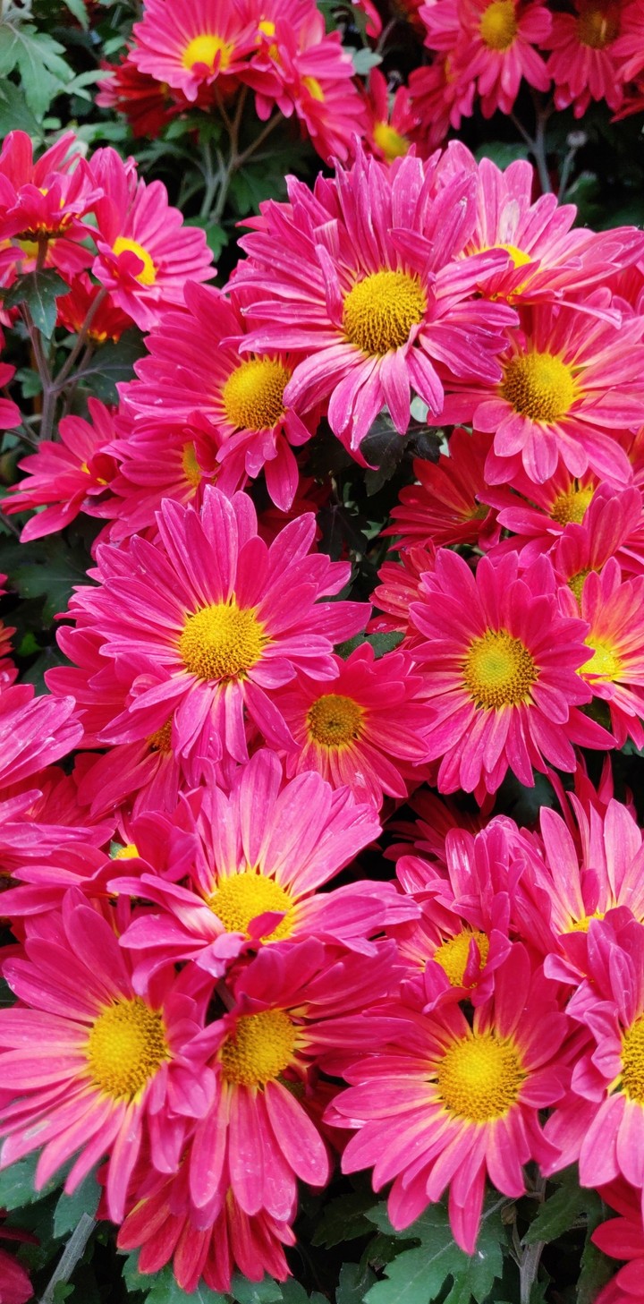 flowers